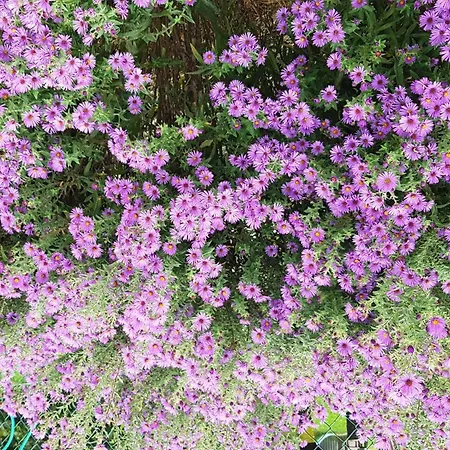 Lantgård Boschetto Di Campagna *